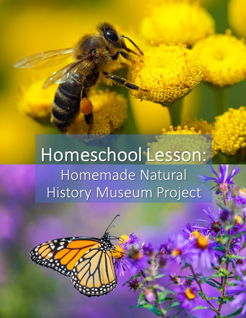 Homeschool Science Lesson Natural History Homeschool Science Lesson in Natural History and Biology Life Science