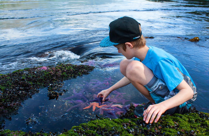 Homeschool math and science explorations Middle school boy reaching into a tide pool for a starfish in marine biology class